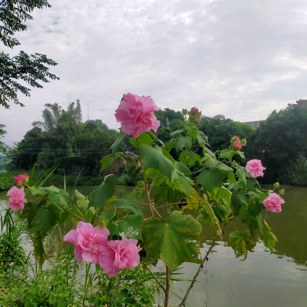 山青水秀
