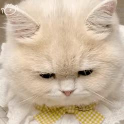 AAA建材集团老王