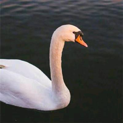 兜এ᭄有糖