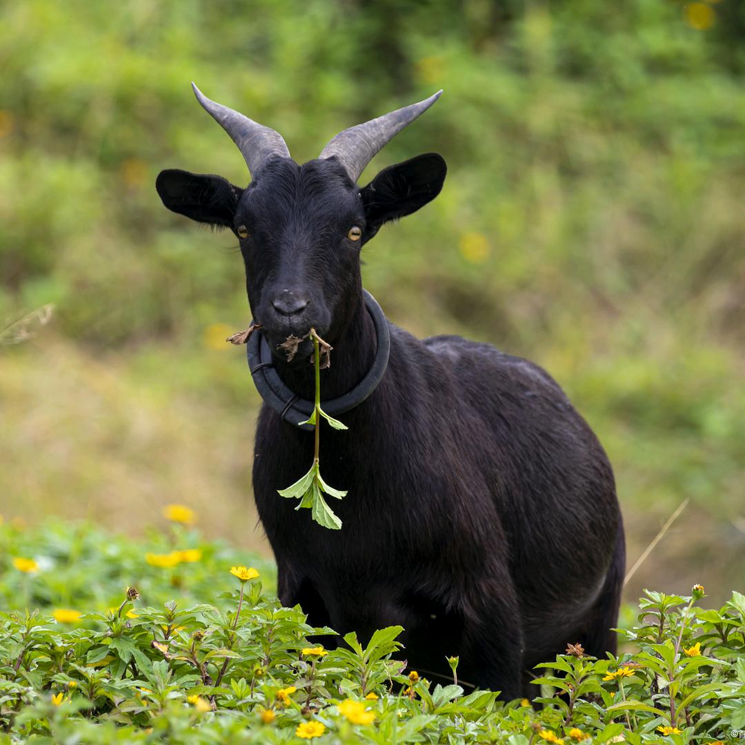 羊羊得亿🐐黑山羊养殖