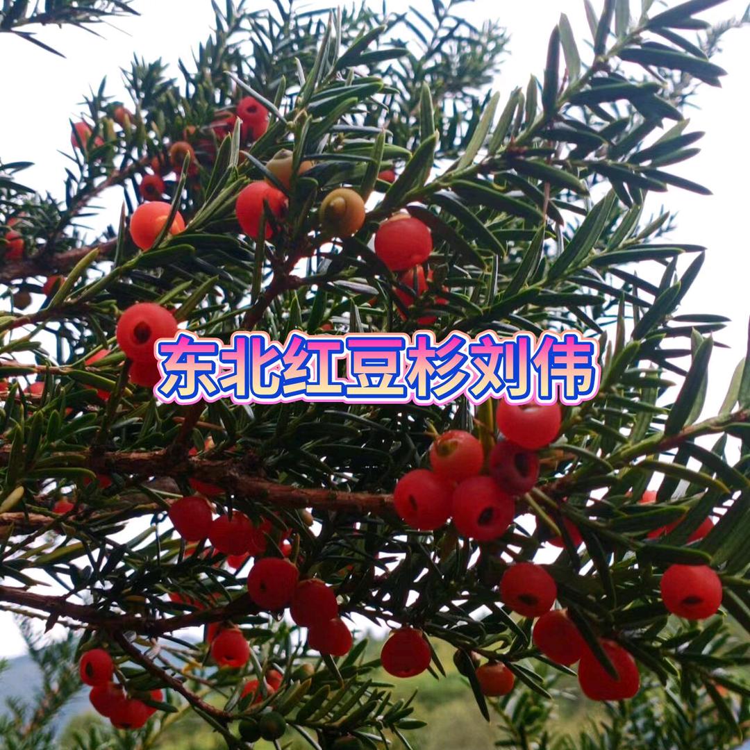 东北红豆杉刘伟