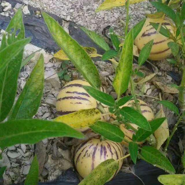 手机用户63130289446