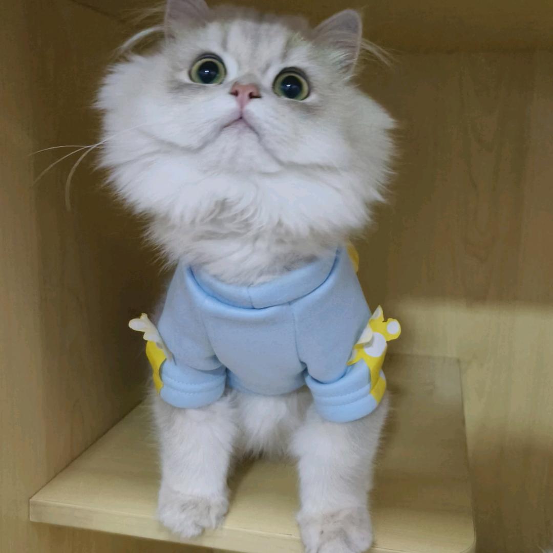 喵柒柒✪ω✪