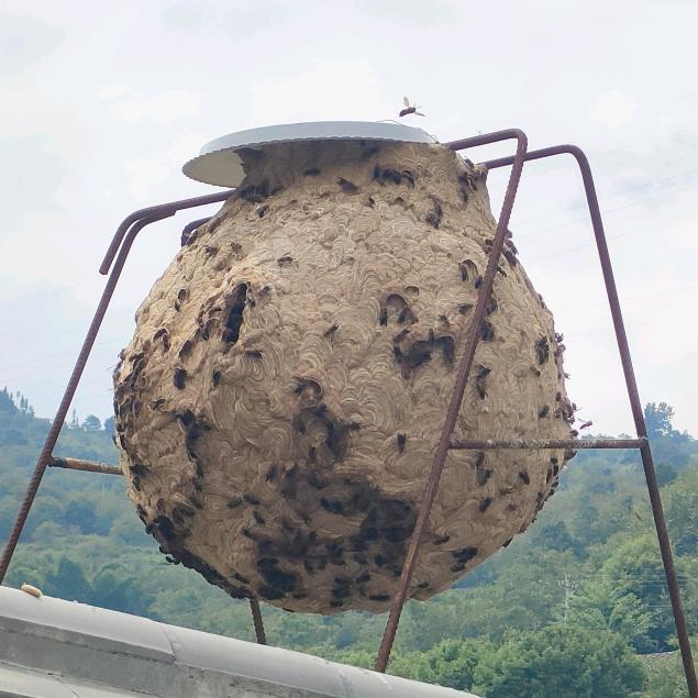 漾濞河西 胡蜂养殖