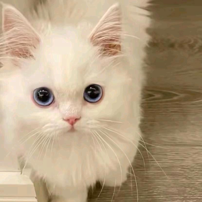 小羊没烦恼🐑