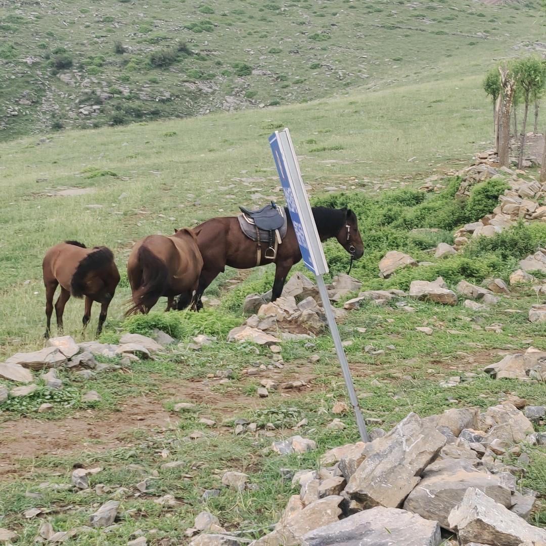 用户8652109556264龙行天下