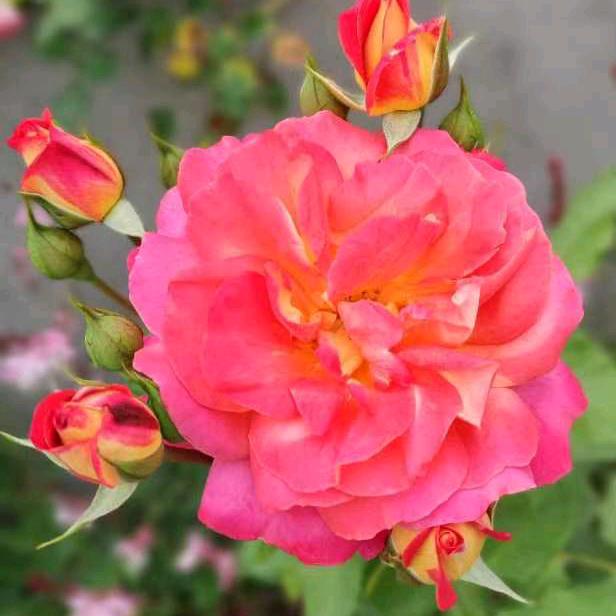 柔情似水，佳期如梦