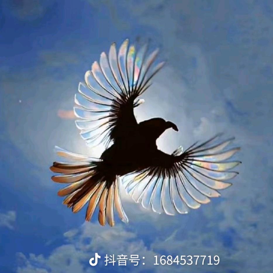 放亖