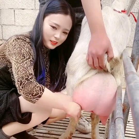 萨能高产奶山羊