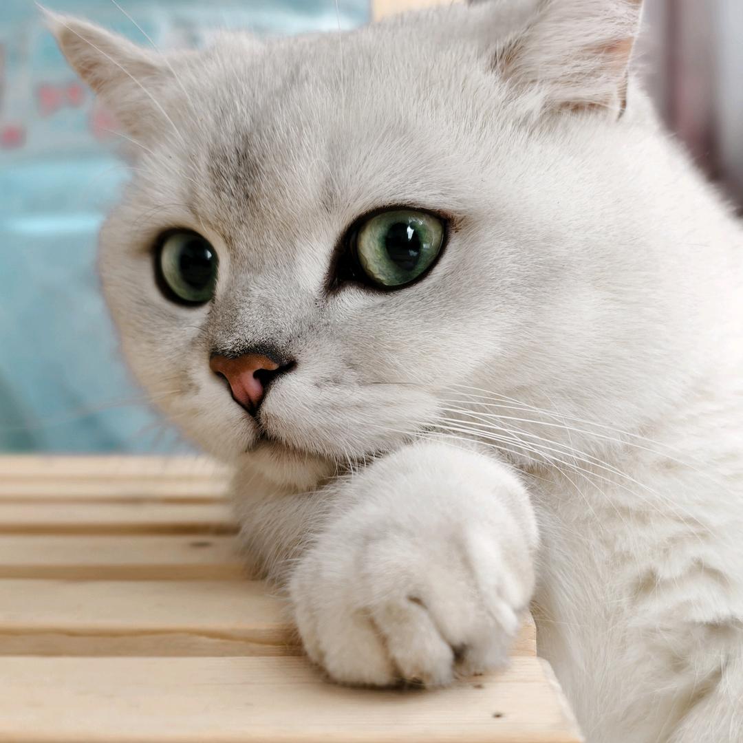 煤气罐罐腿太短