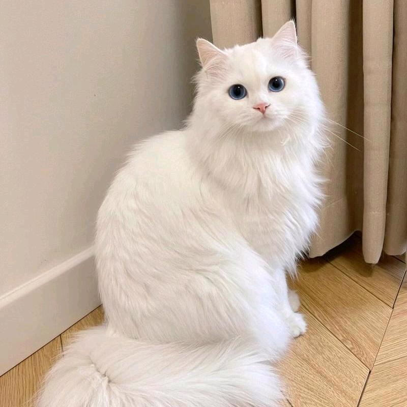 开心😹