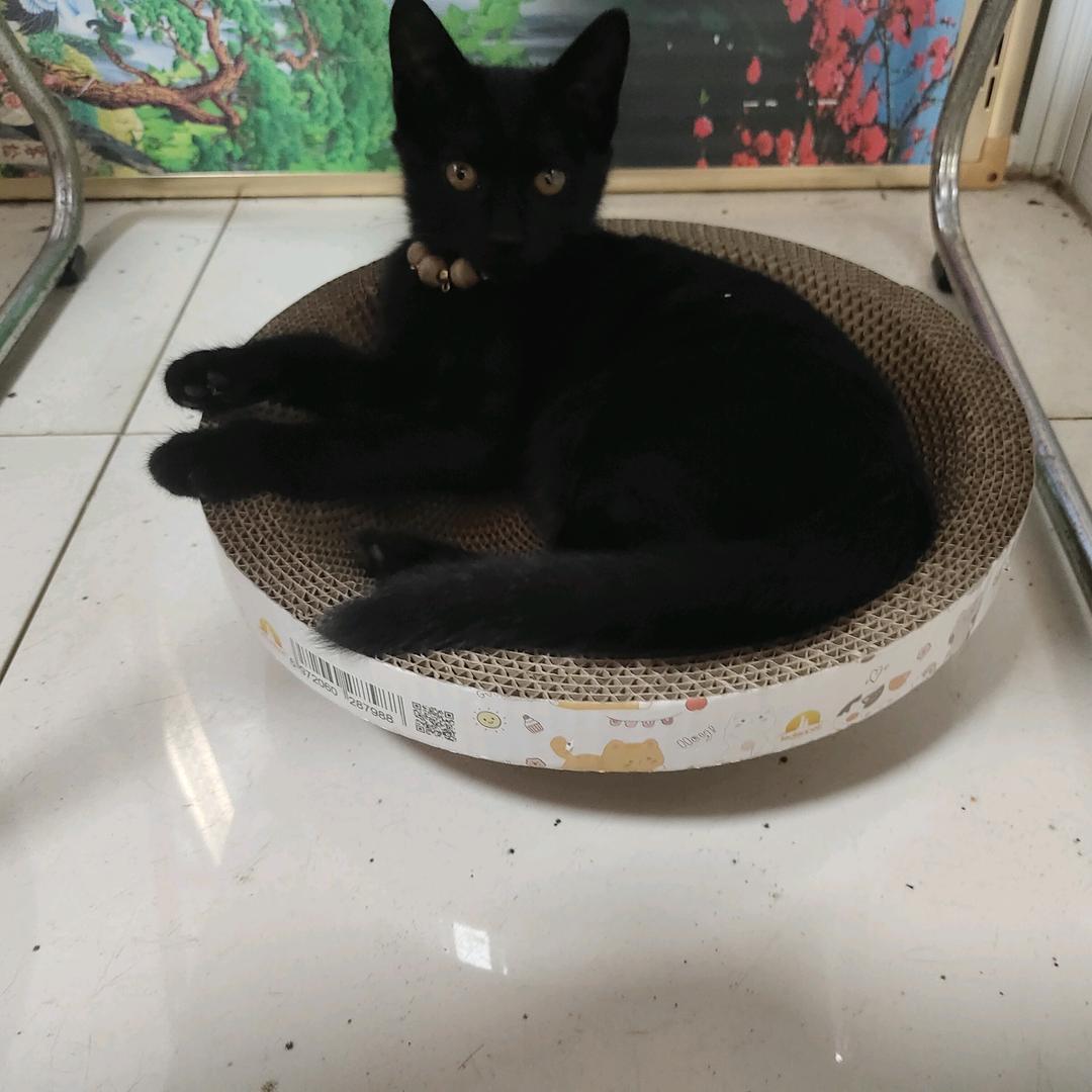 嘿嘿的豆