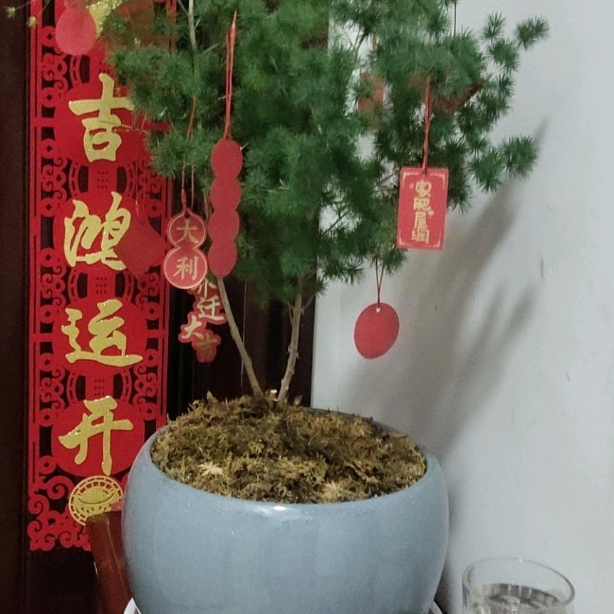 美，你是打不S的小强