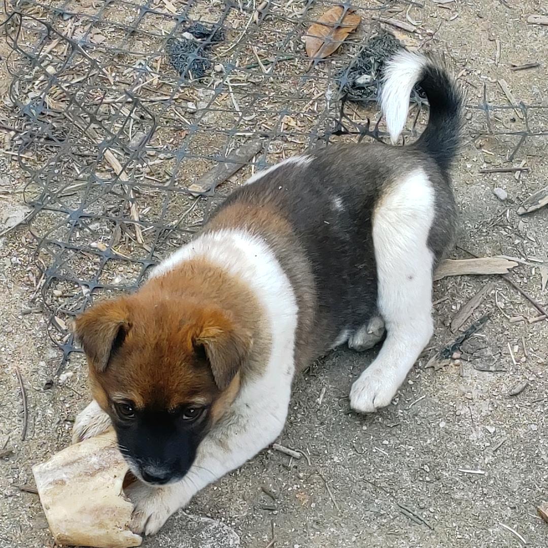 ❤️🐭🐮🐯🐰🐉🐍🐴🐏🐵