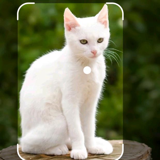 小鱼不吃猫