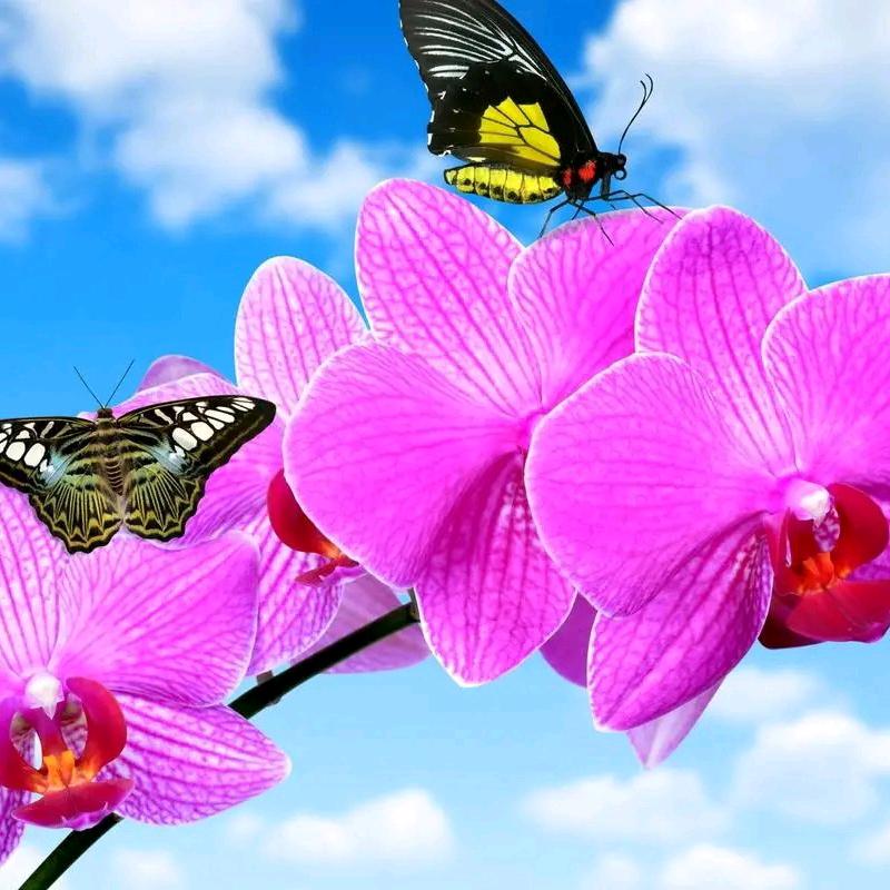 💕往事🦋清零💕