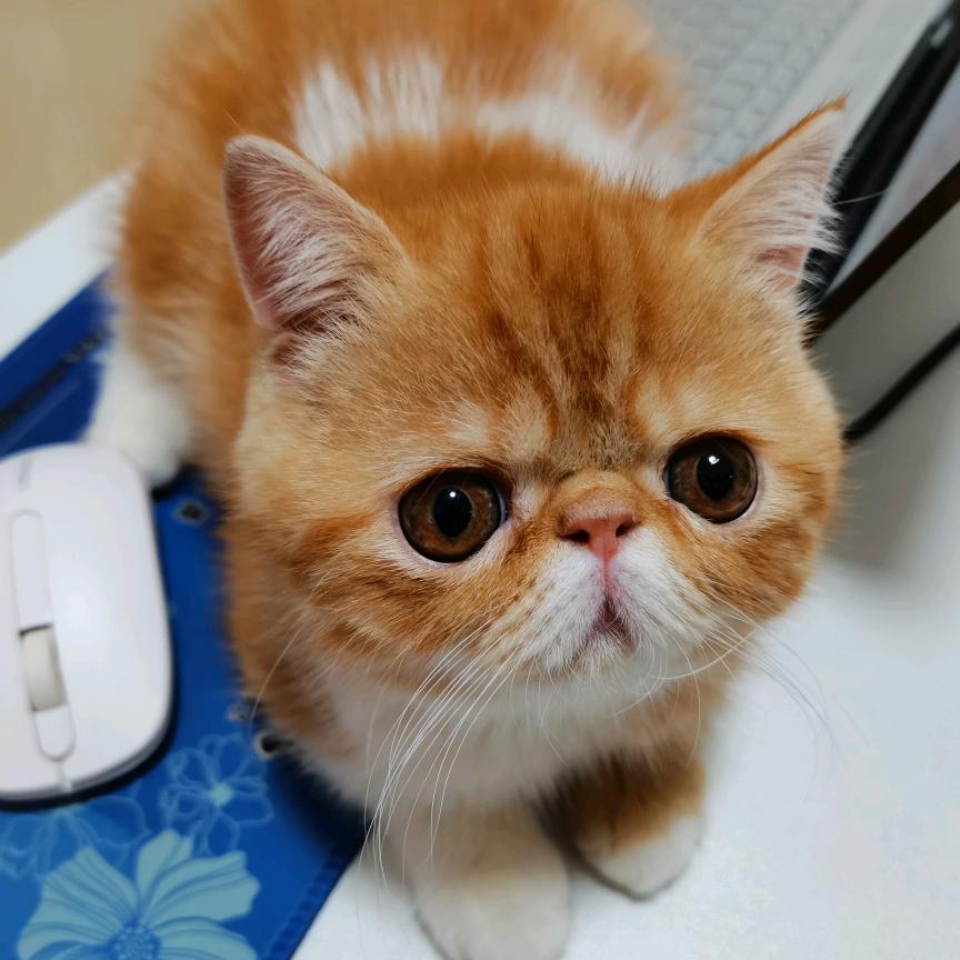 Sara倩头像