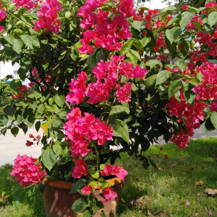 一帆风顺发