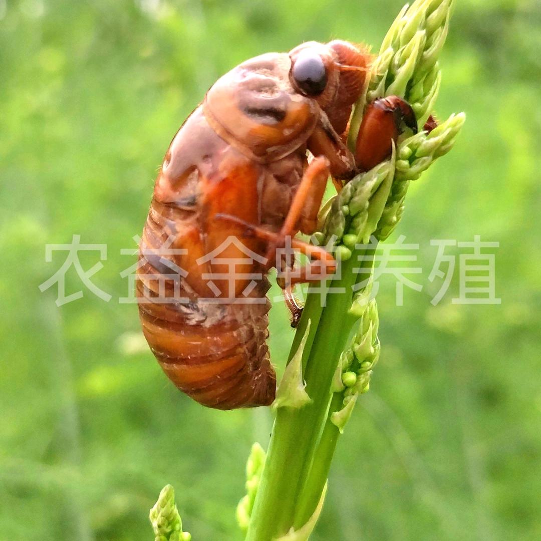 曹县农益金蝉