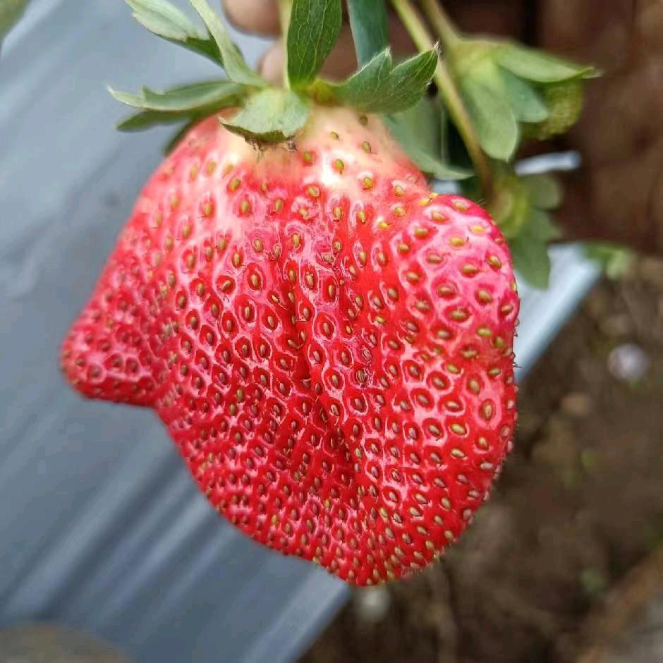 高鹰寨噜哒草莓🍓