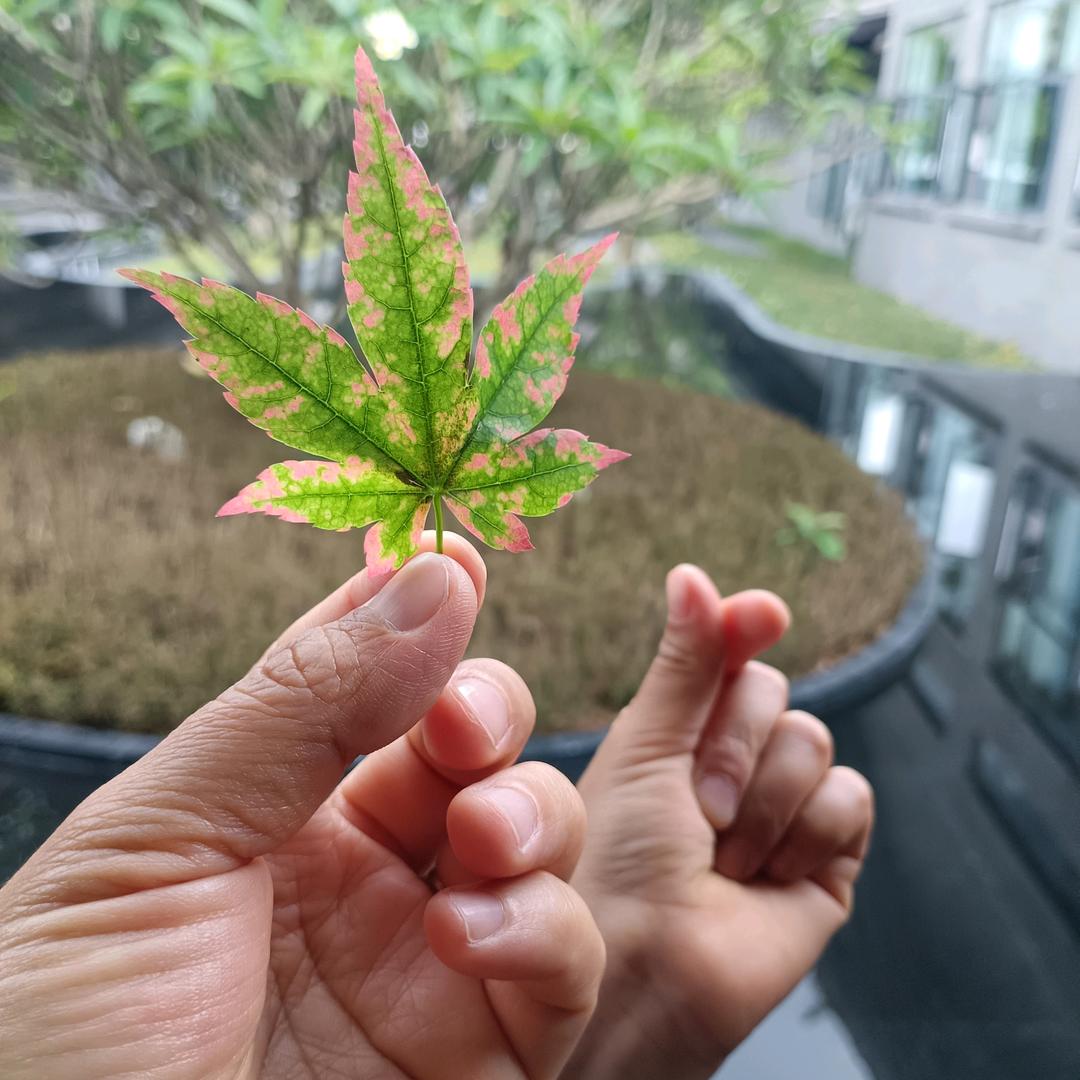 好运不段(。・ω・。)ノ♡