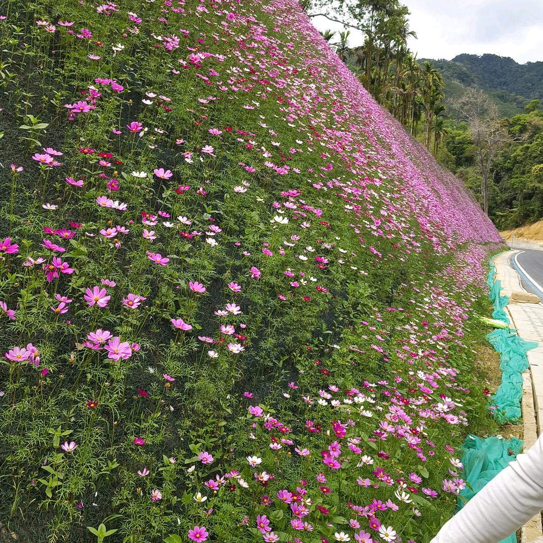 重生之全国做绿化