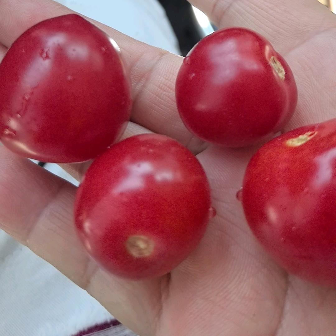 菩提心