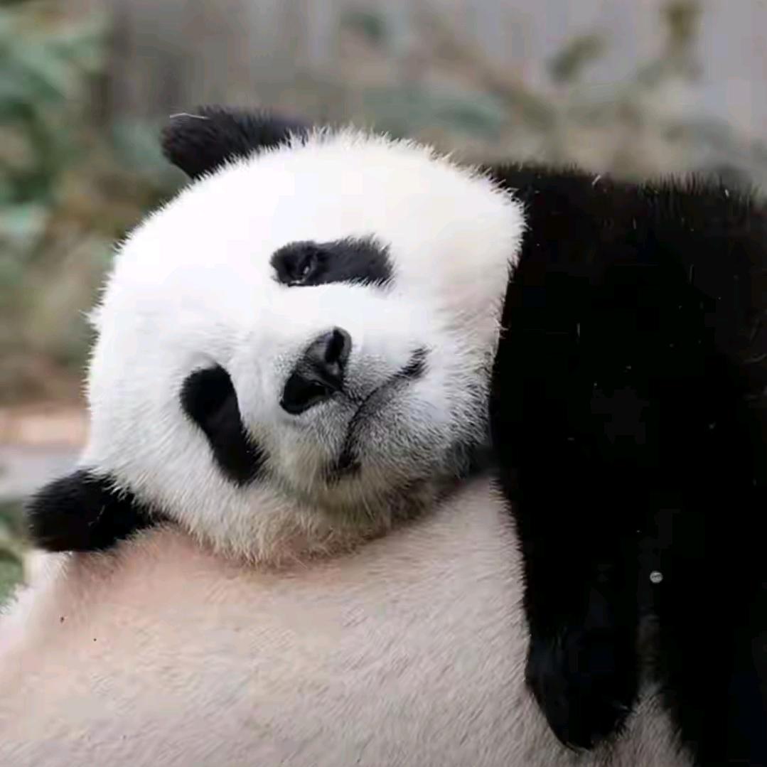 掌中沙