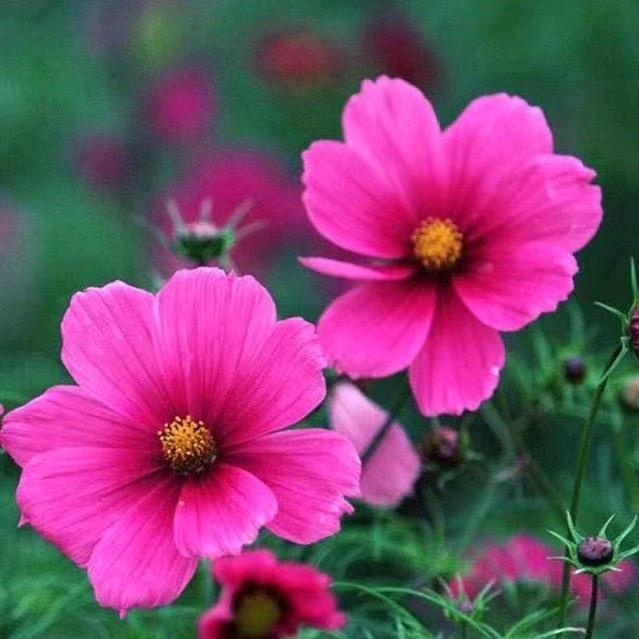 花花花花1