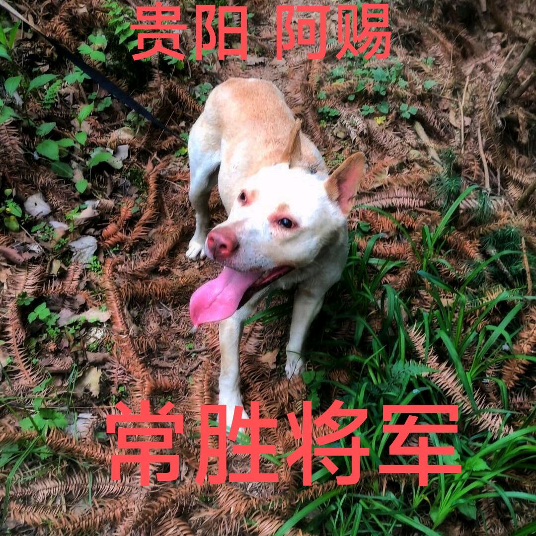 贵阳 阿赐（杂斗 专区）