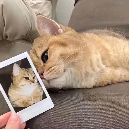 依