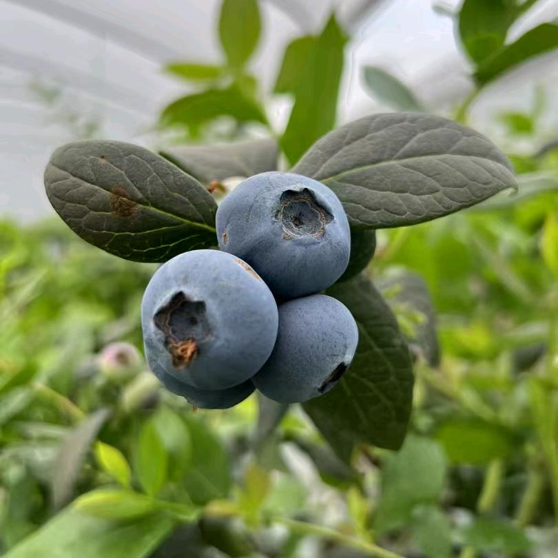 肖肖草莓园..蓝莓园