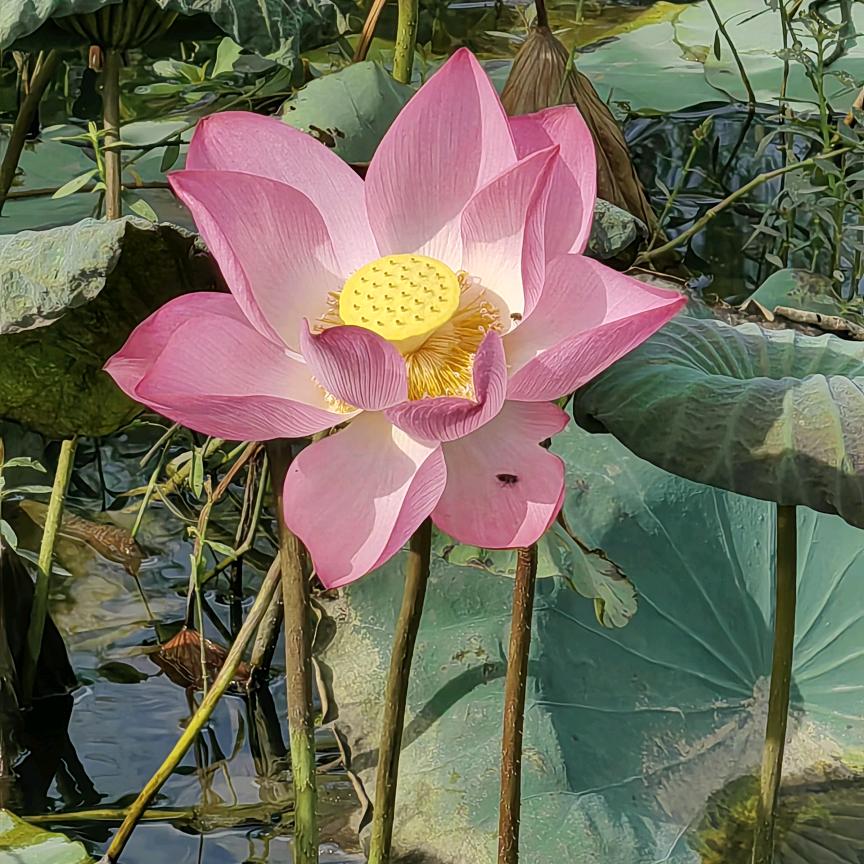 背包客阿龙