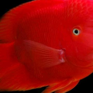 小魔鱼🐟
