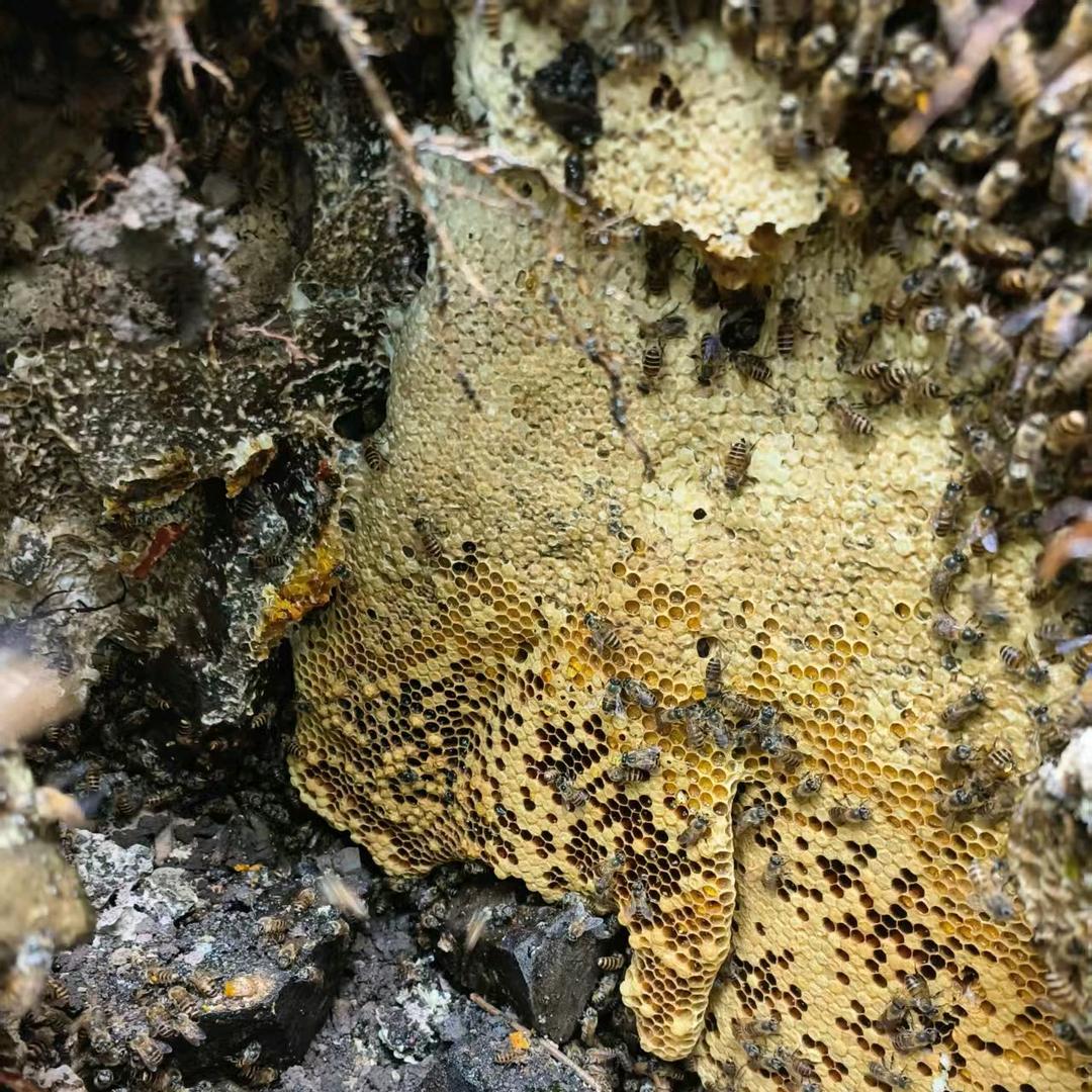 纯天然野生蜂蜜出售。