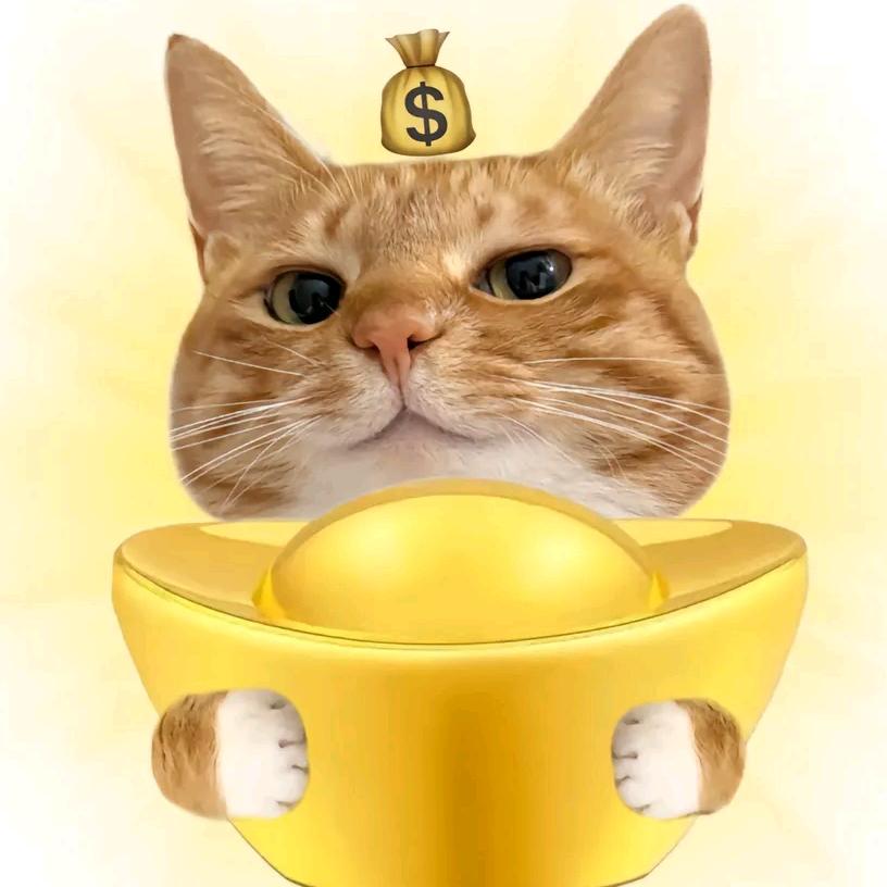 影视剪辑小猫咪