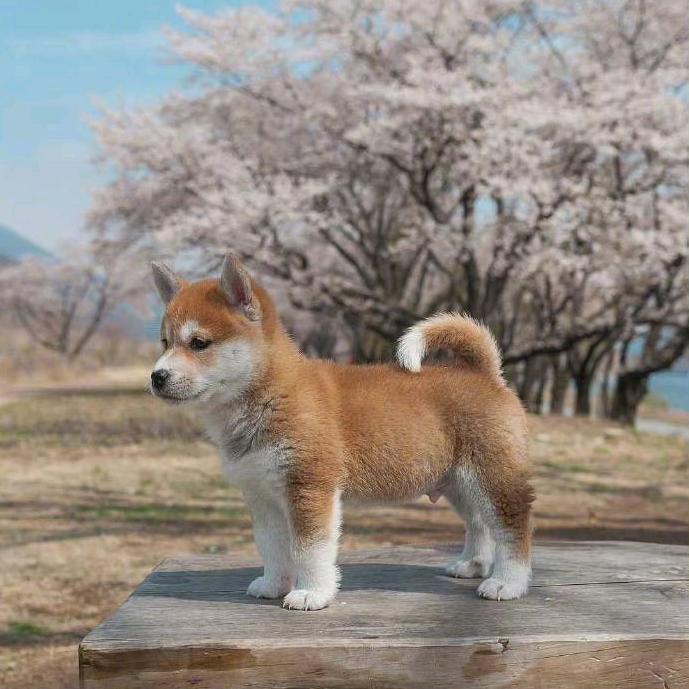梁永军
