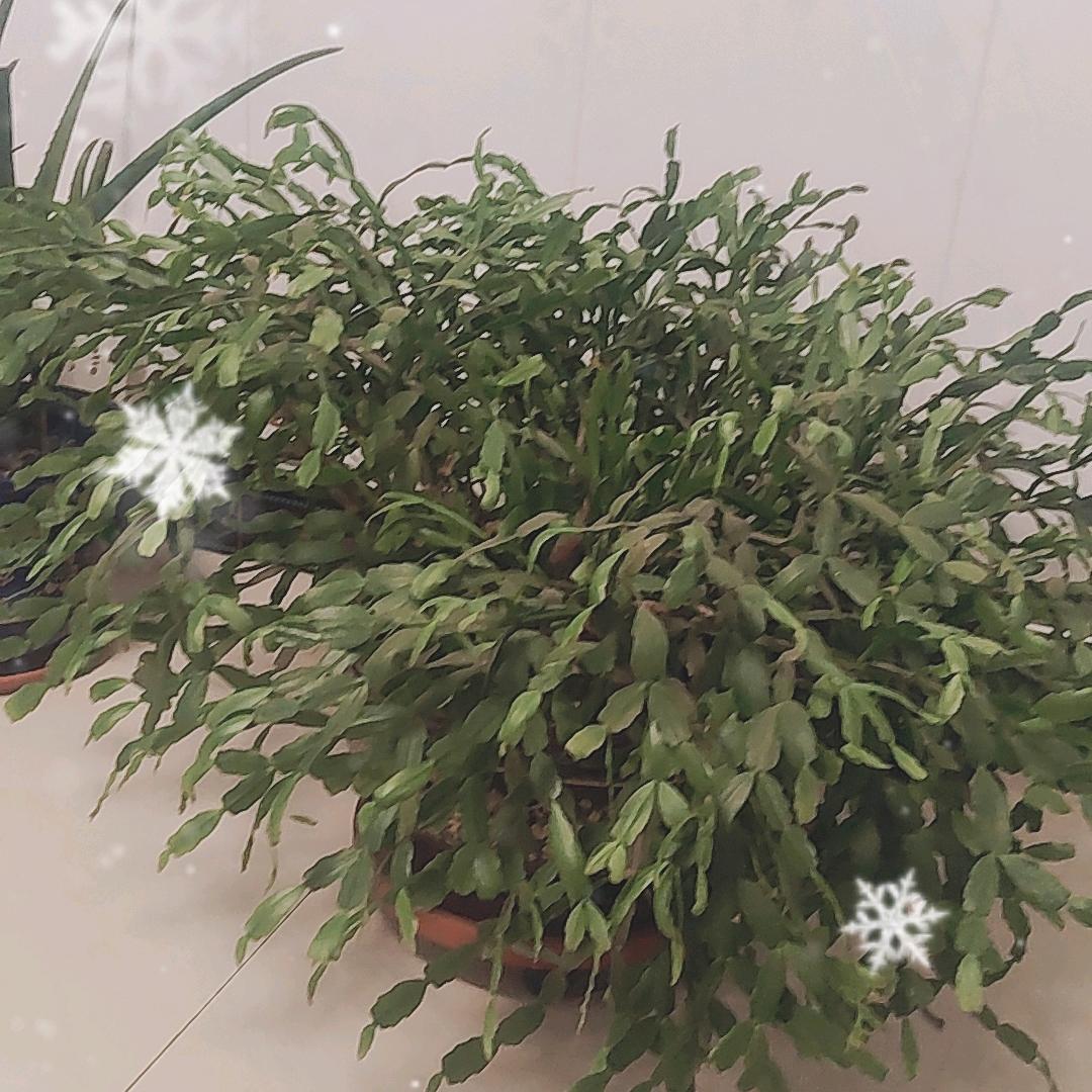 芍耀