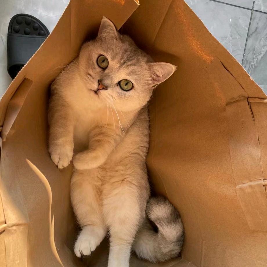 超级白（游戏煮波）