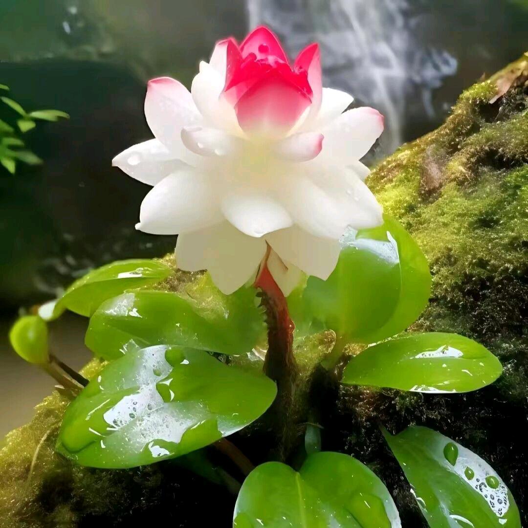临桉小助理：🌙🌙