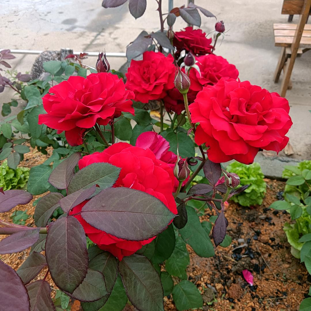 🌹沉默是金🌹❤拒绝连赞