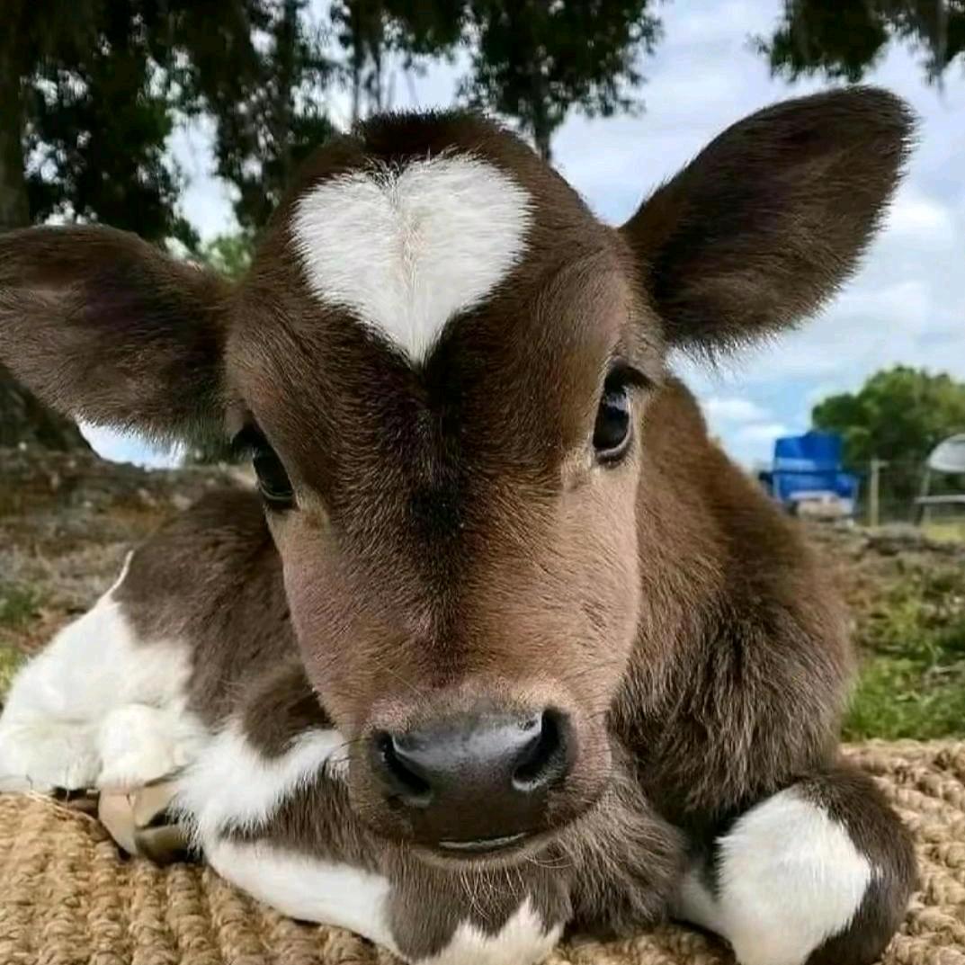 🌈西伯利亚花果山社恐泪失禁蕾丝性感猴