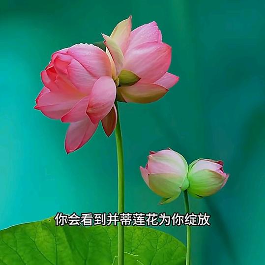 扶光小酌