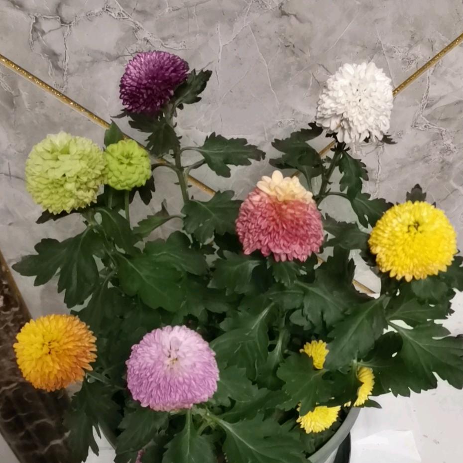 灰太狼哥