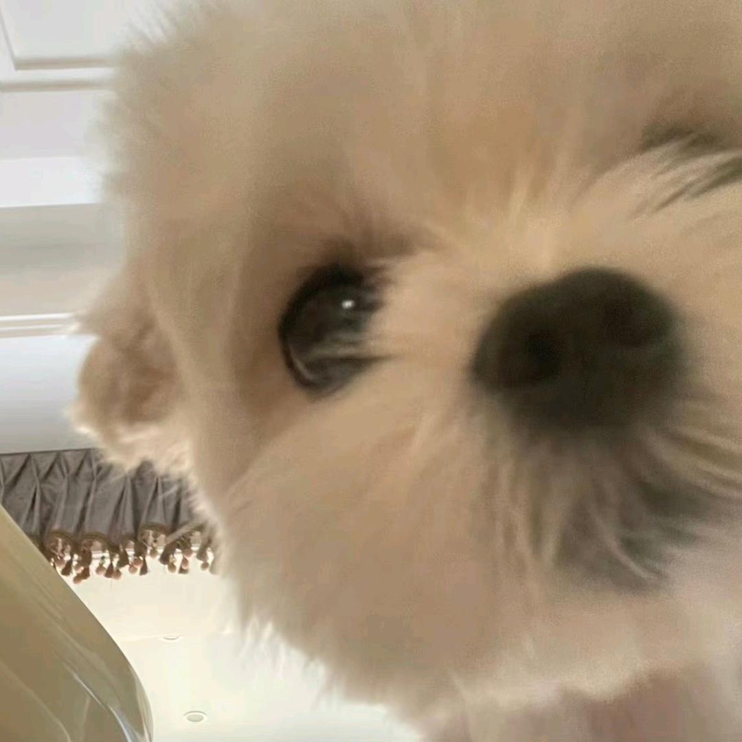 🐕