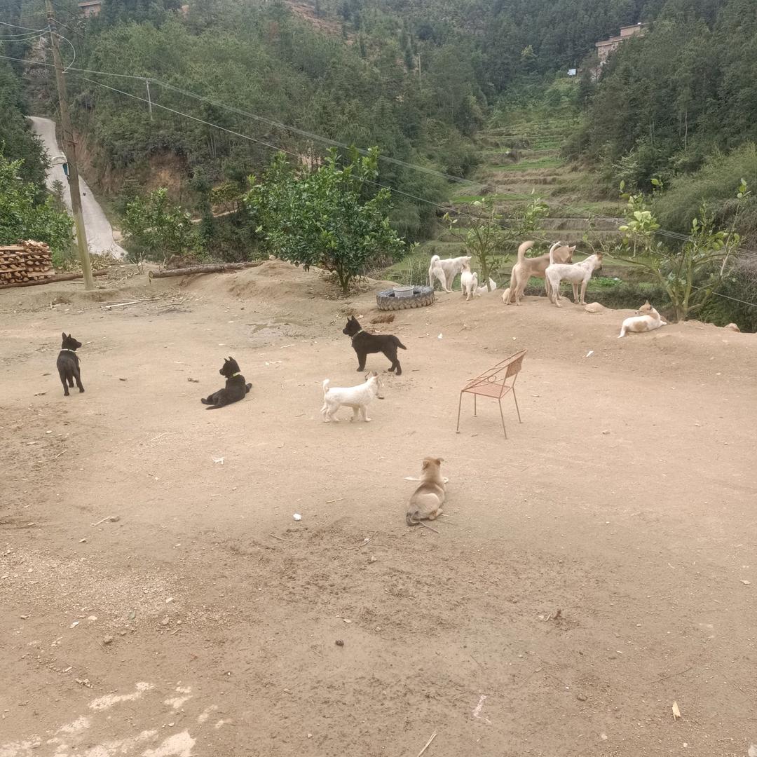 养狗收小大狗邱生