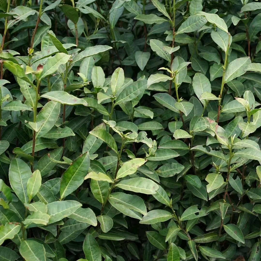 沁香茶叶小文