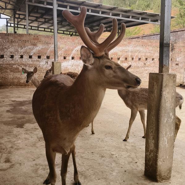 梅花鹿养殖
