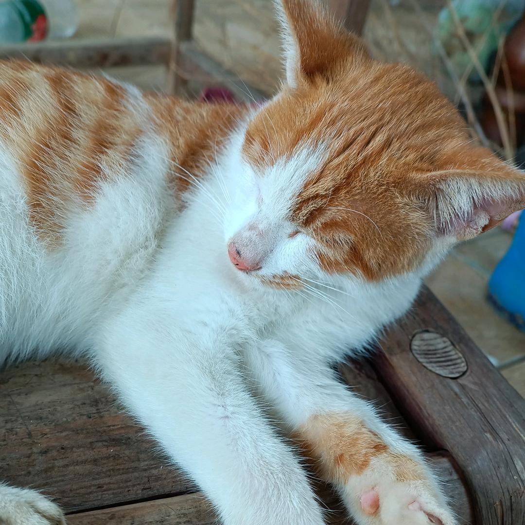 鱼与猫