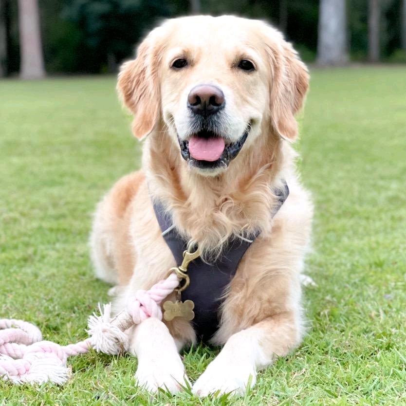 抚慰犬世界